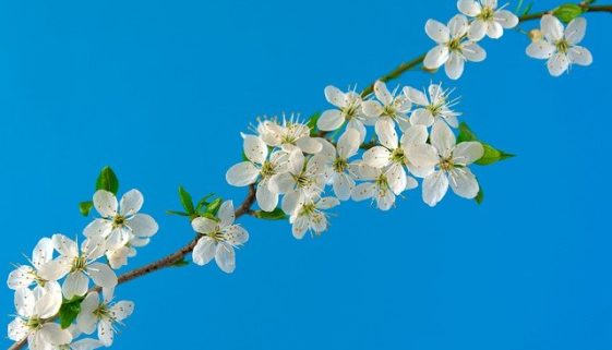 cherry-blossoms-gde6829200_640